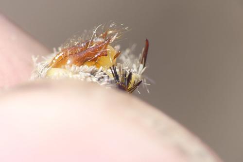 Hipparchia genava